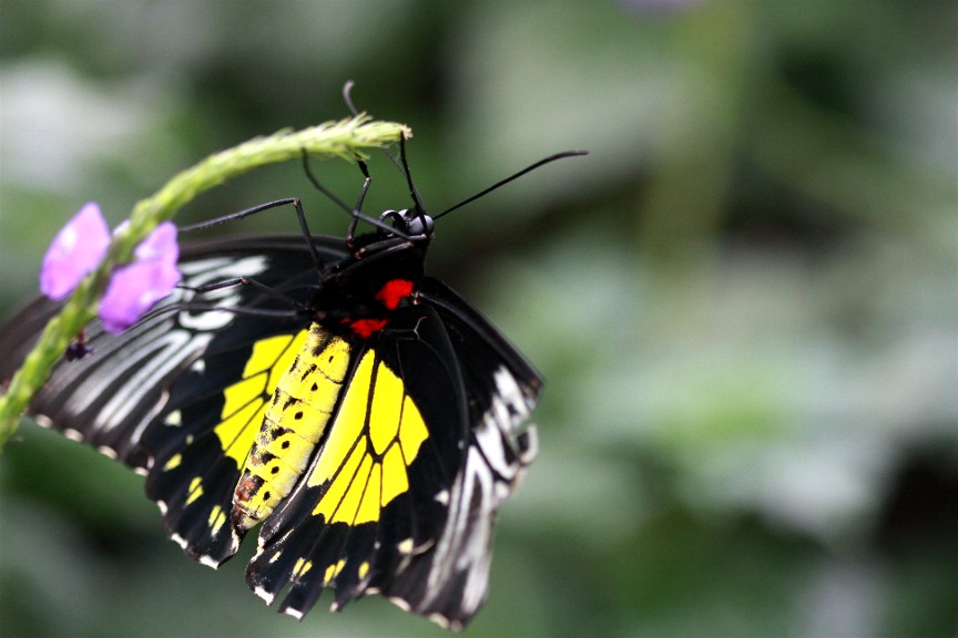 Niagara Falls Butterfly Conservatory